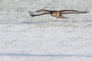 Bussardflug im Winter Foto Andreas Heiland
