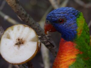 Die suessesten Fruechte fressen dann und wann auch Loris
