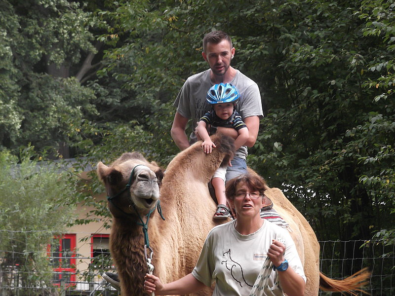 Doppelter Kamel Rittberger