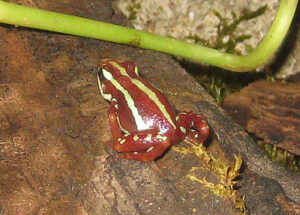 Dreistreifenbaumsteiger 2