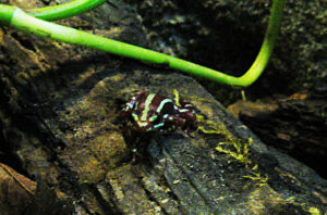 Dreistreifenbaumsteiger 3