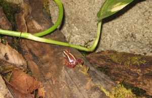 Dreistreifenbaumsteiger