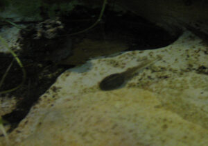 Dreistreifenbaumsteiger Kaulquappe 2