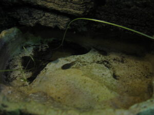 Dreistreifenbaumsteiger Kaulquappe