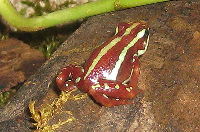 Dreistreifenbaumsteiger Nahaufnahme