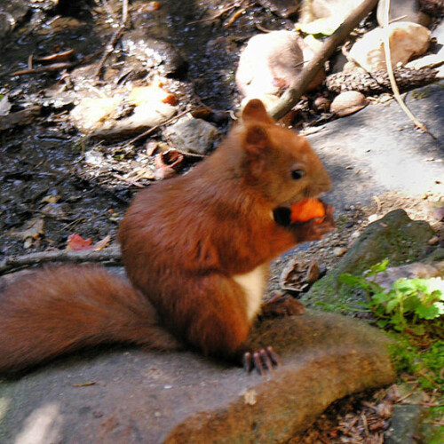 Eichhoernchen beim Mittagsmahl