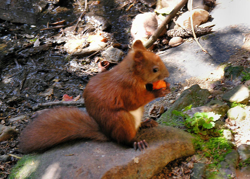Eichhoernchen beim Mittagsmahl