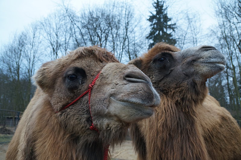 Ein schoenes Paar Trampeltiere Kim und Muecke