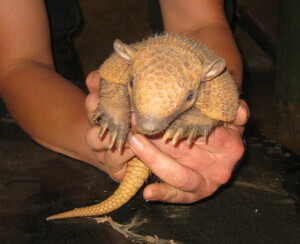 Eine handvoll Guerteltier