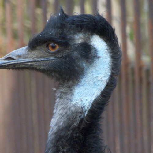Emu Kopf
