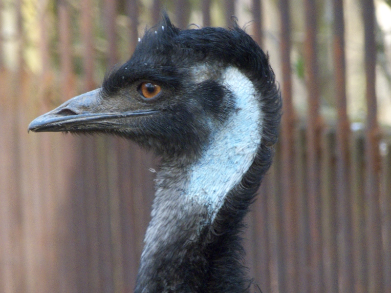 Emu Kopf