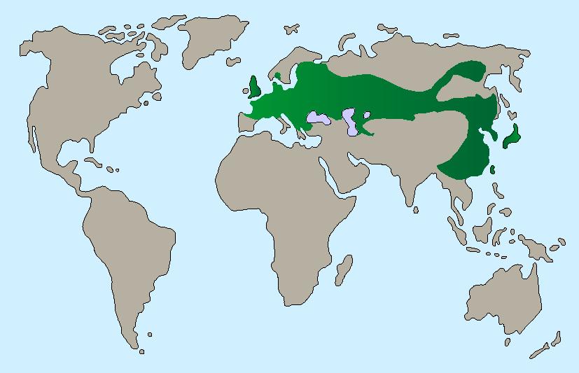 Eurasische Zwergmaus Karte page 001