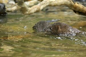 Europaeische Nerze gehoeren zu den Mardern sind aber echte Wasserratten Foto Andreas Heiland