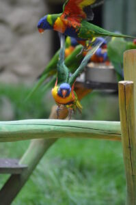 FarbenFreudenFlug Lories