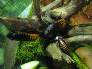 Fauchschaben Gewimmel Adulte Maennchen mit typischen Hoeckern juvelines Tier