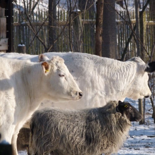 Fjaellrind mit Schaf