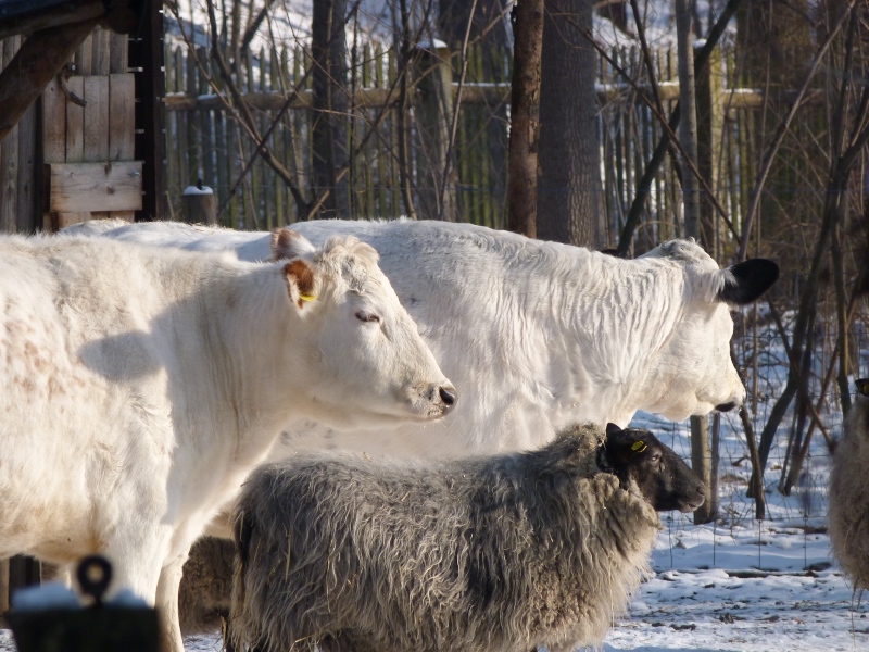 Fjaellrind mit Schaf Fjaellrind mit Schaf