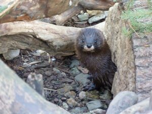 Frisch gebadet europaeische Nerze