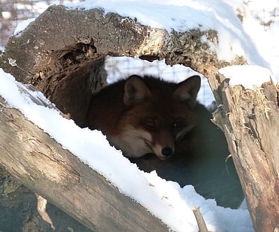 Fuchs auf Beobachtungsposten