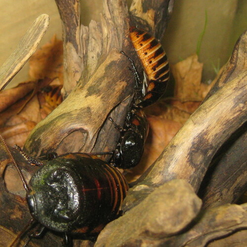 Gar nicht eklig Fauchschaben