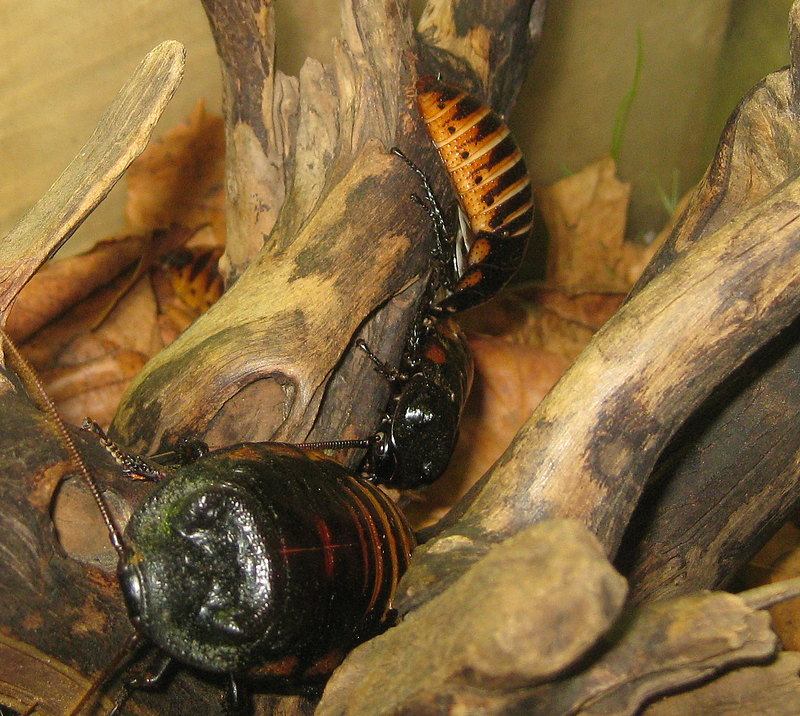 Gar nicht eklig Fauchschaben