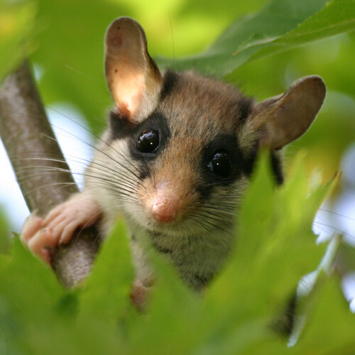 Gartenschaefer im Ahornwald Foto Sven Buechner
