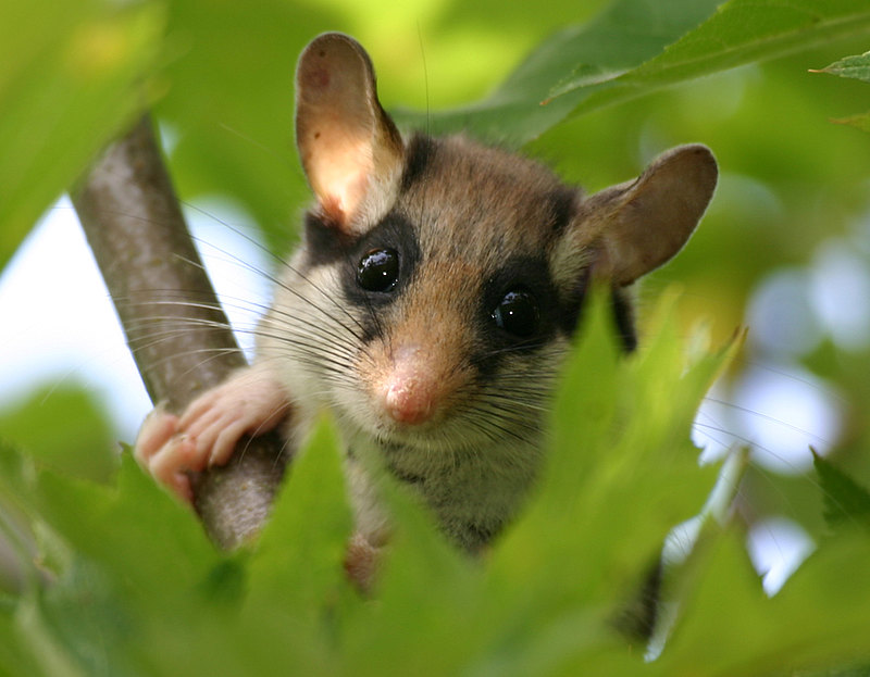 Gartenschaefer im Ahornwald Foto Sven Buechner