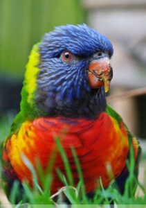 Gebirgslori zeigt Farbenpracht