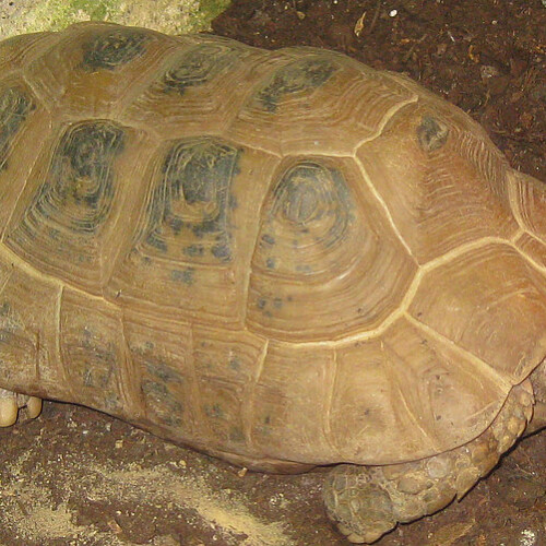 Gelbkopfschildkroete