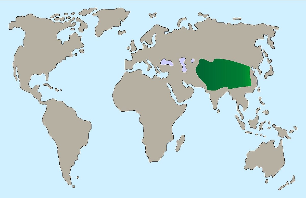 Goldfasan Karte 7d24681661