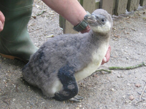 Grosser Kleiner Pinguin