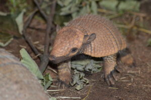 Guerteltier Nahaufnahme