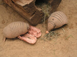 Guerteltiere Fressen