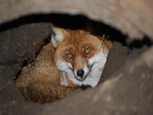 Gut versteckt Fluchs der Rotfuchs