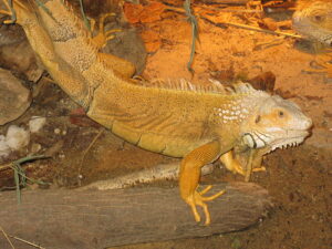 Gymnastikstunde beim Gruenen Leguan