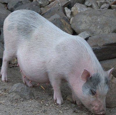 Haengebauchschwein mit Baby Bauch
