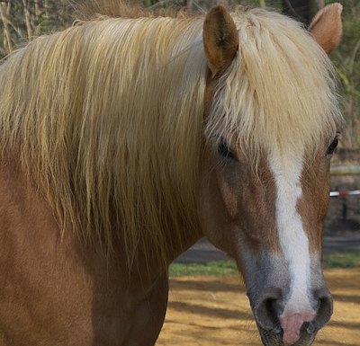 Haflinger braun