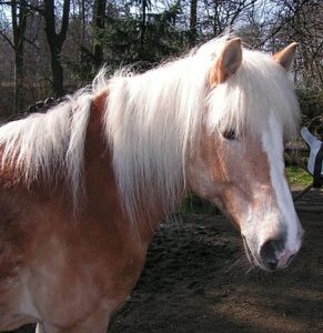 Haflinger hellbraun
