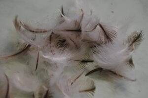 Hightech Federn vom Humboldtpinguin