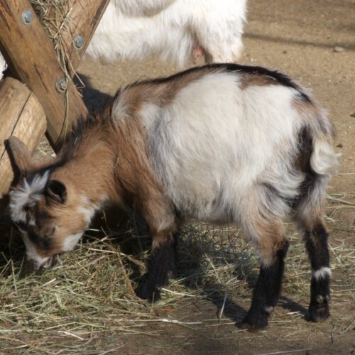 Hm das schmeckt Kleine Zwergziege am Kraeuterwiesenheu