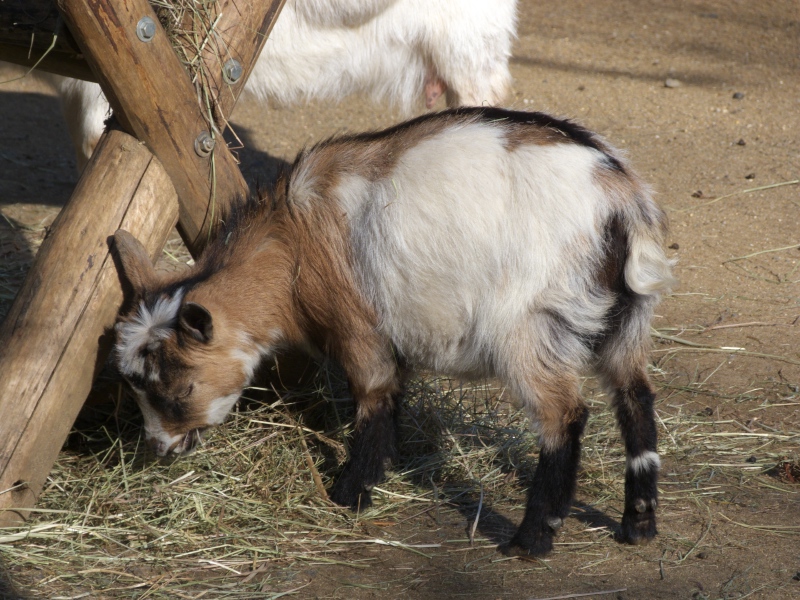 Hm das schmeckt Kleine Zwergziege am Kraeuterwiesenheu
