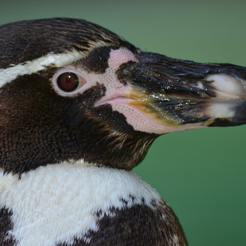 Humboldt Pinguin Portrait