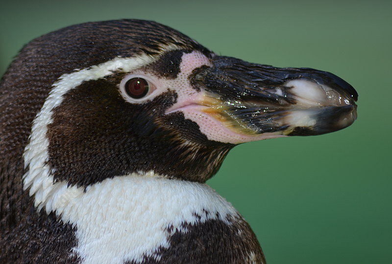 Humboldt Pinguin Portrait