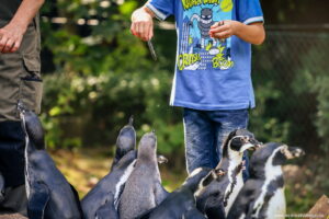 Humboldt Pinguin Fütterung