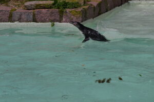 Humboldtpinguin Anlauf