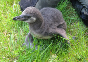 Humboldtpinguin im Daunenkleid