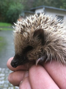 Igelbaby Tierpark Zittau