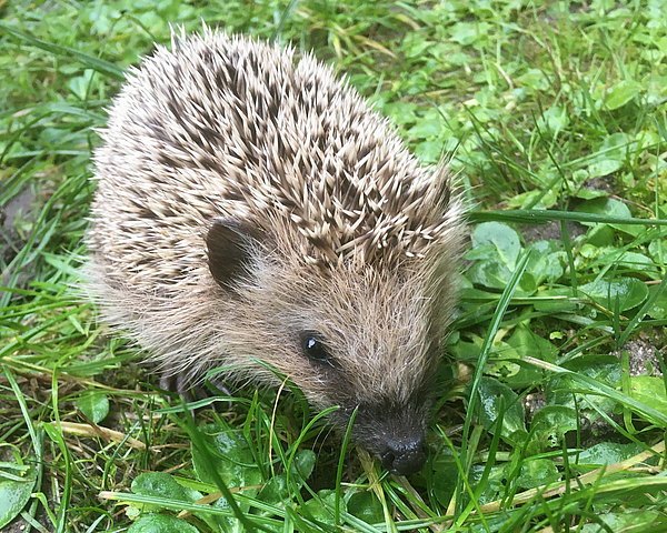 Igelchen Tierpark Zittau