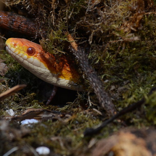 Immer diese Stoerungen Kornnatter im Tagesversteck
