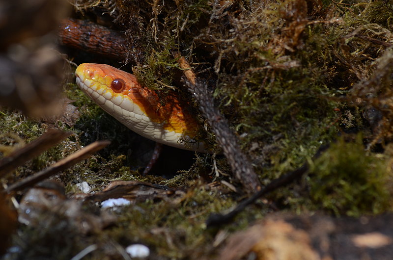 Immer diese Stoerungen Kornnatter im Tagesversteck